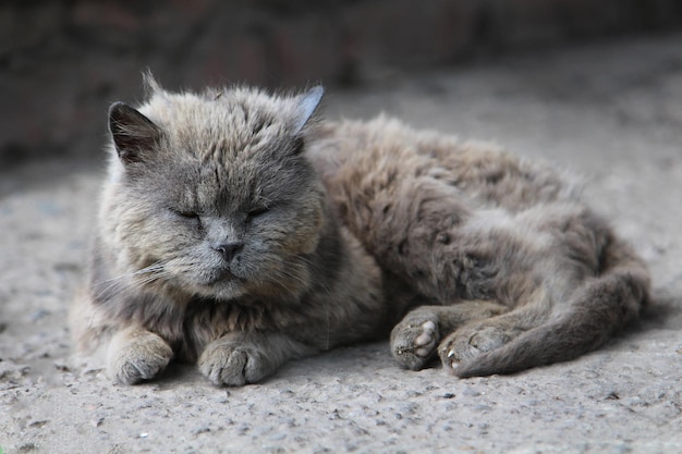 Un vieux chat gris au visage triste est allongé dans la rue