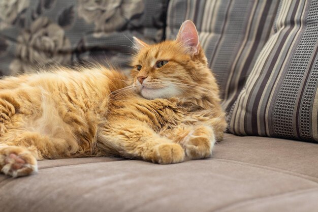 Vieux chat rouge allongé sur le canapé