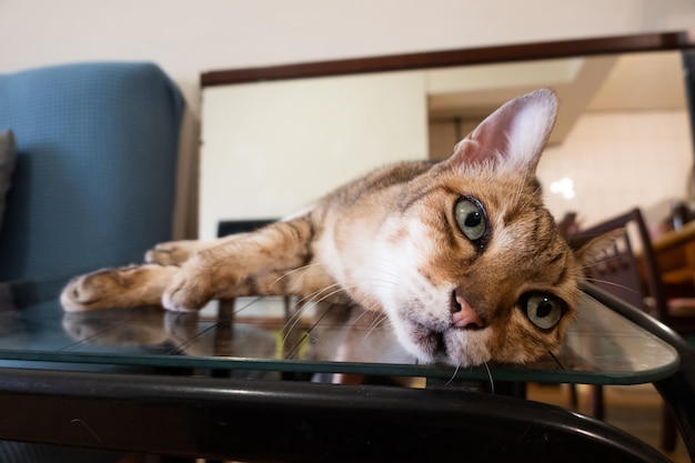 Vieux chat tigré s'asseoir sur une table avec reflet miroir à la maison