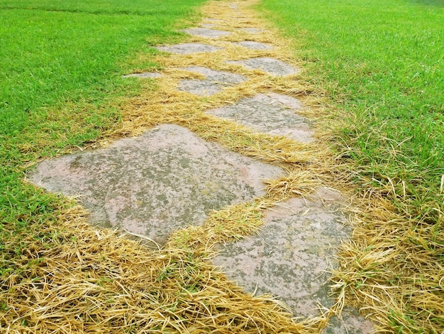 Un vieux chemin pavé entouré de gazon