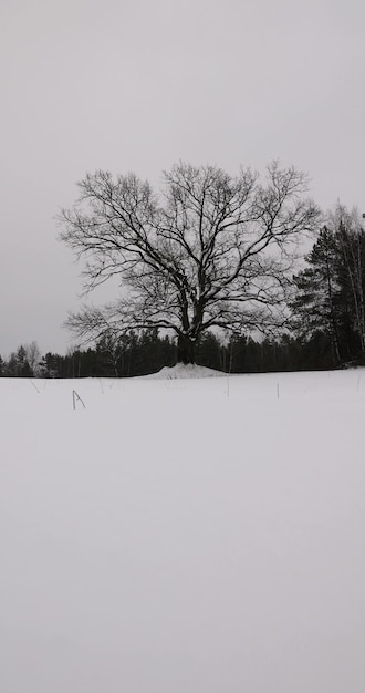 Photo un vieux chêne en hiver pendant une chute de neige