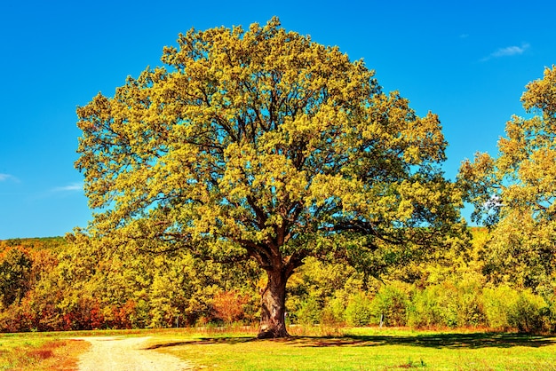 Photo un vieux chêne solitaire avec une grande couronne