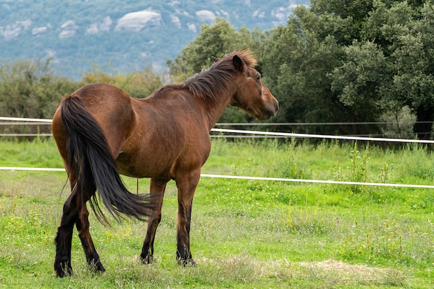 Vieux cheval brun debout dans un pré