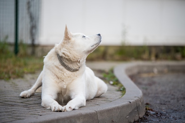 Vieux chien de berger suisse blanc à l'extérieur.