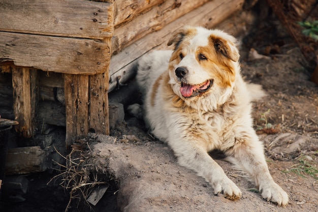 Vieux chien brun dans la cour de campagne