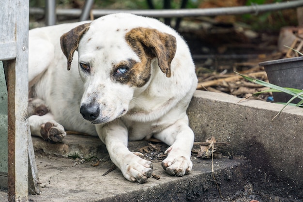 Le vieux chien de combat avec une cicatrice sur le visage