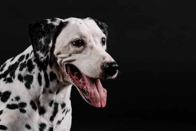 Vieux chien dalmatien, sans virgules dans la bouche