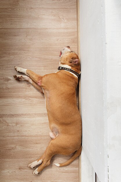 Vieux chien dormant sur le balcon à la maison