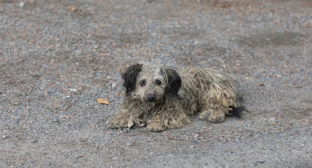 vieux chien errant gris sale