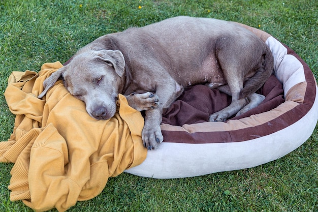 Le vieux chien malade du labrador est sur le ru