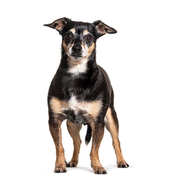 Vieux chien Pinscher noir et brun isolé