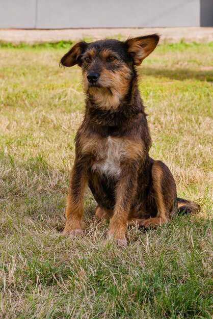 Vieux chien posant et se reposant sur l'herbe libre