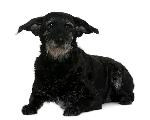 Vieux chien de race mixte, 11 ans, devant le mur blanc