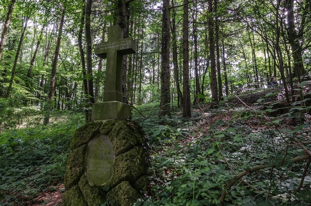 Vieux cimetière forestier