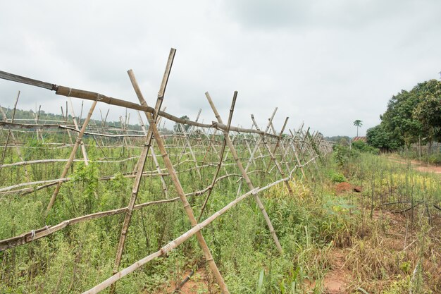 Photo vieux cintre de bambou pour la plantation dans la ferme.