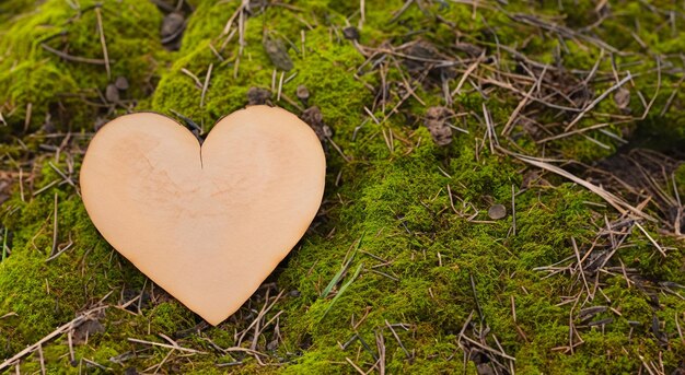 vieux cœur de bois au milieu de la forêt verte en haute résolution