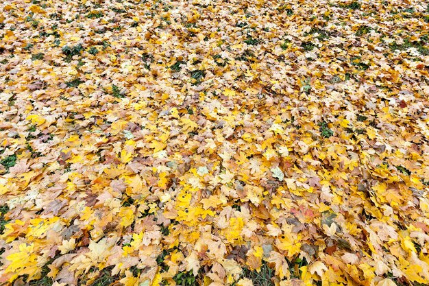 Vieux feuillage d'automne