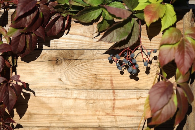 vieux fond en bois avec des feuilles rouges d'automne