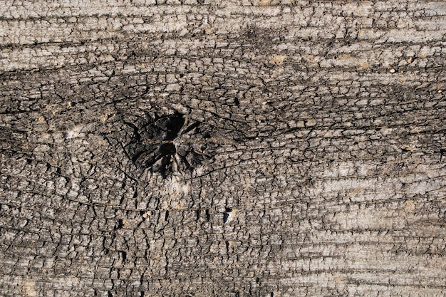 Vieux fond de bois pourri à motifs