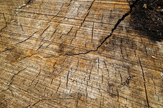 Vieux fond de mur en bois agrandi pour la conception et la décoration Belle surface abstraite texturée pour les fonds d'écran et les arrière-plans