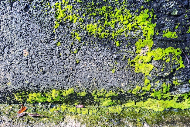 Vieux fond de mur en pierre avec de la mousse et du lichen