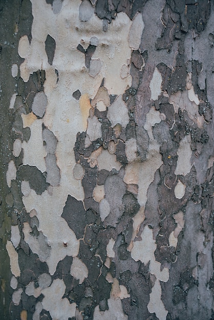 Vieux fond de texture d'arbre en bois