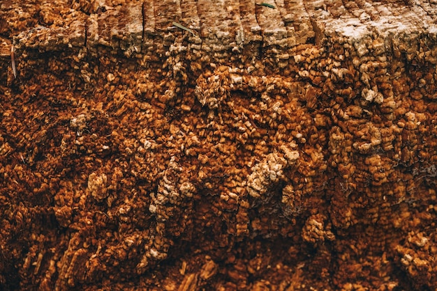 Vieux fond de texture d'écorce d'arbre pourri sec