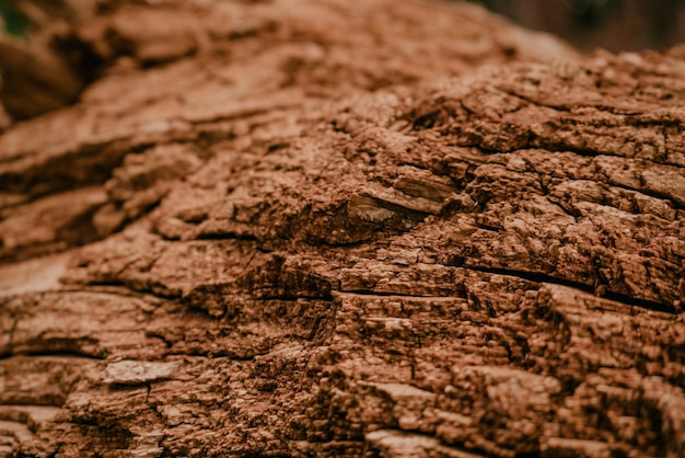 Vieux fond de texture d'écorce d'arbre pourri sec