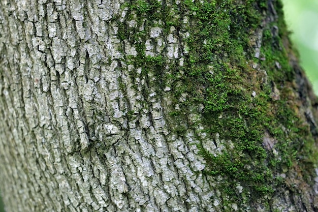 Vieux fond de texture de tronc d'arbre