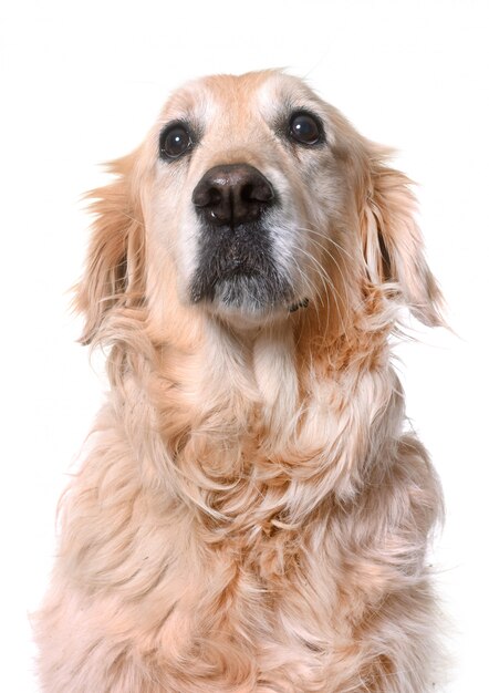 Photo vieux golden retriever