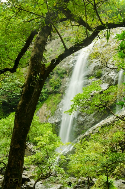 le vieux grand arbre avec des branches et des feuilles de printemps vert