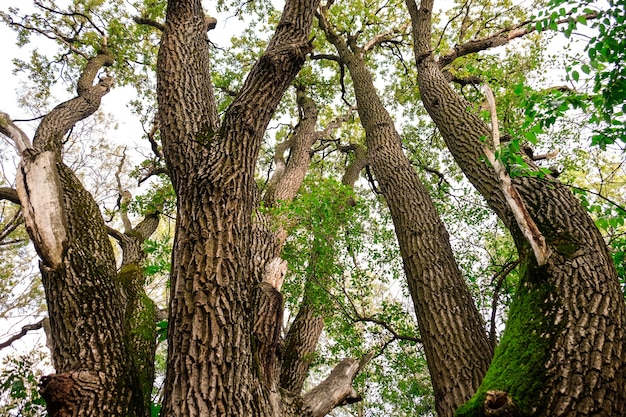 Vieux grand arbre dans le parc