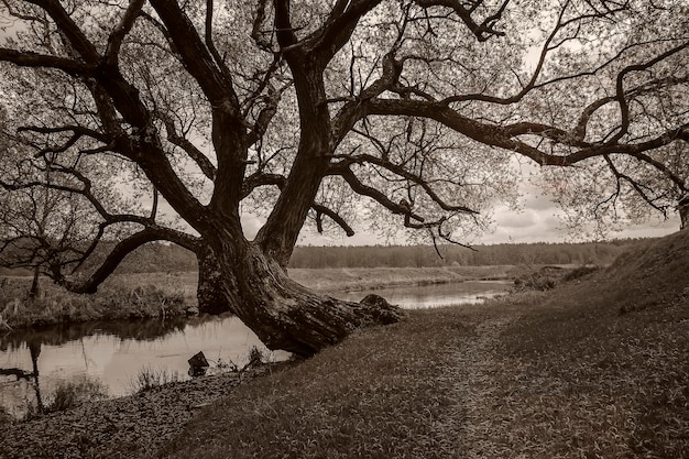 Le vieux grand arbre ramifié sur la rive du fleuve. Photo monochrome.