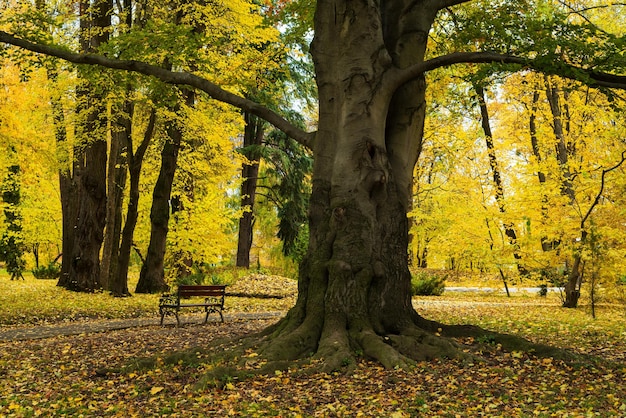 Vieux hêtre dans le parc Paysage d'automne avec des arbres colorés