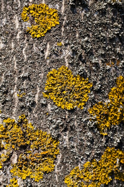 Vieux jaune de lichen sec sur le plan rapproché extérieur du lichen