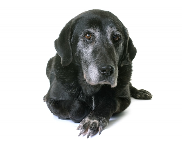 vieux labrador retriever