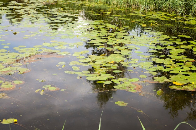 Vieux lac avec des nénuphars en croissance