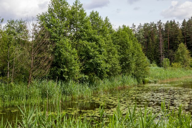 Vieux lac avec des nénuphars en croissance