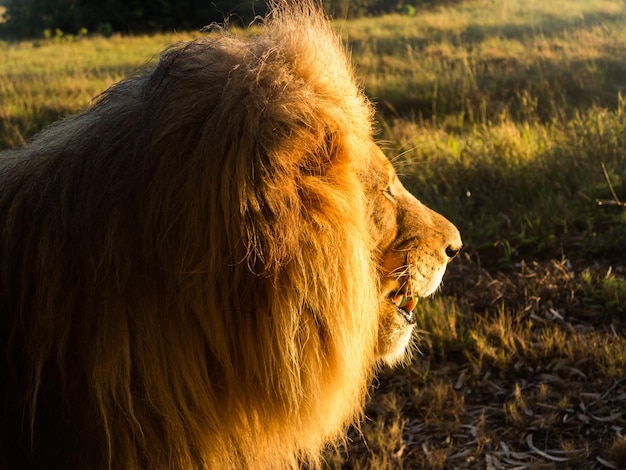 Vieux lion mâle dans l'herbe en Afrique australe