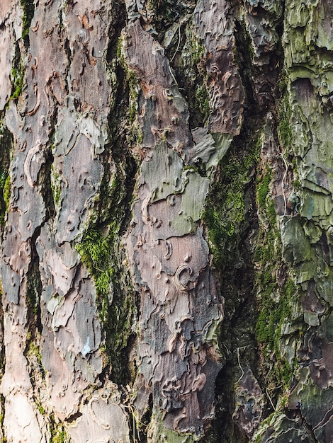 Vieux motif d'écorce de pin avec texture verticale de mousse