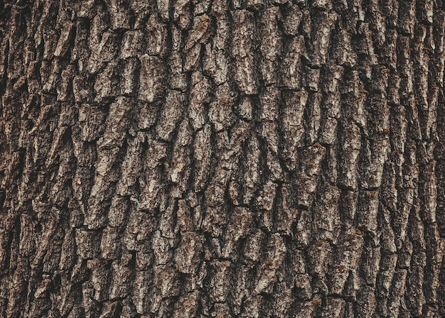 Photo vieux motif de fond de texture d'arbre en bois