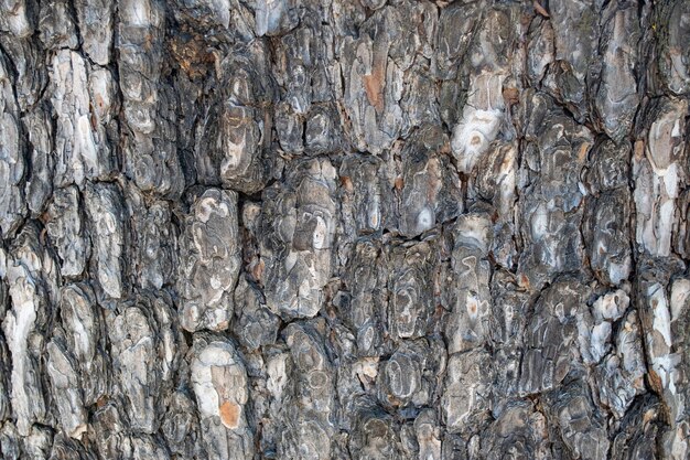 Vieux motif de fond de texture d'arbre en bois