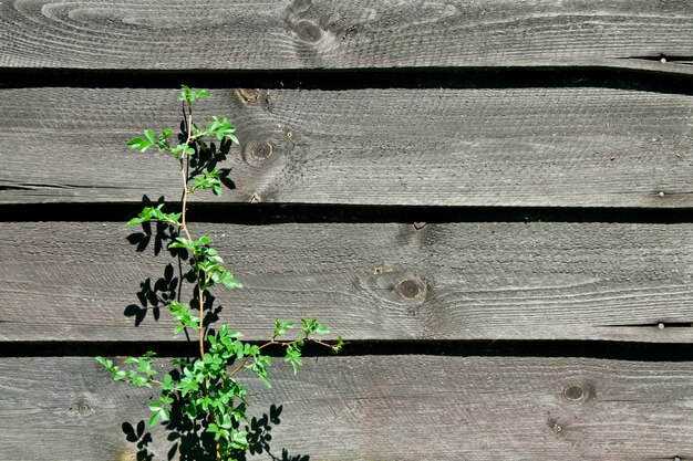 Vieux mur en bois avec plante