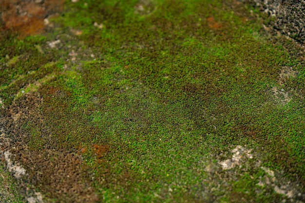 Vieux mur de brique rouge en béton avec mousse verte