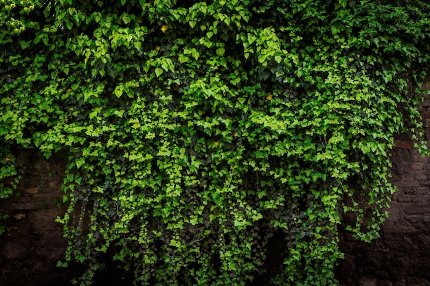Vieux mur de briques d'archives recouvert de plantes de lierre vert luxuriant détails élevés
