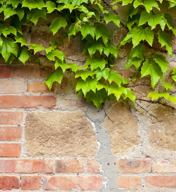 Vieux mur de briques avec lierre vert