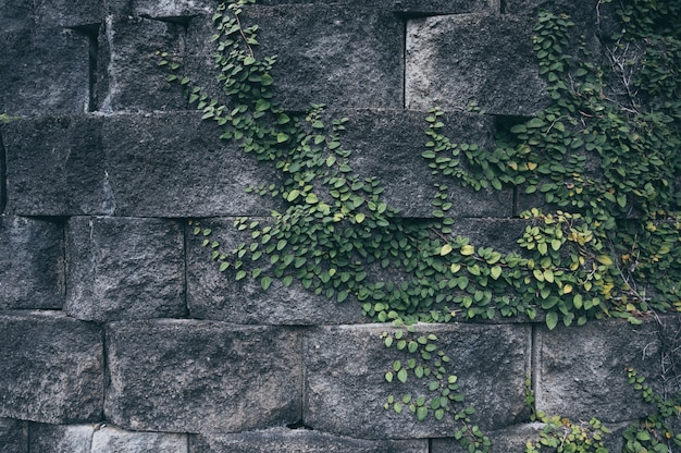 Vieux mur de briques avec lierre