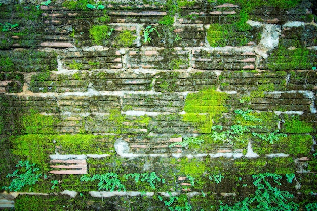 Photo vieux mur de briques avec de la mousse verte pour le fond