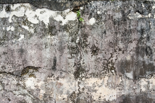 Vieux mur de briques