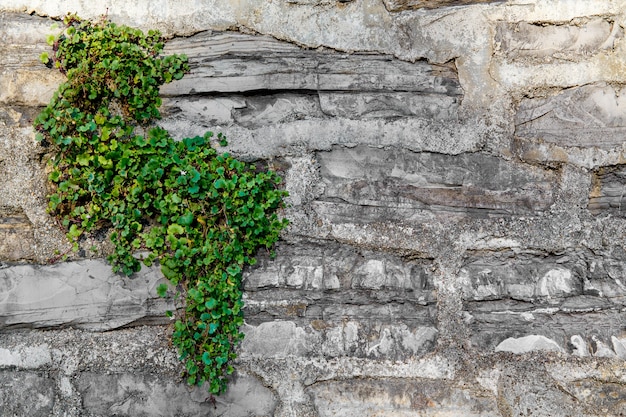 Un vieux mur couvert de lierre dans une maison en pierre dans une rue de Varenna une petite ville sur le lac de Côme en Italie